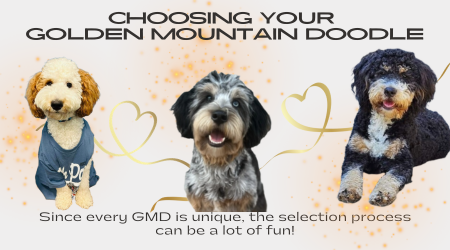 Choosing the Perfect Golden Mountain Doodle: Essential Considerations to Keep in Mind