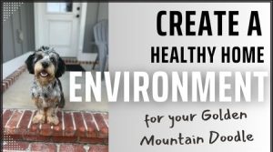 Create a Healthy Home Environment
