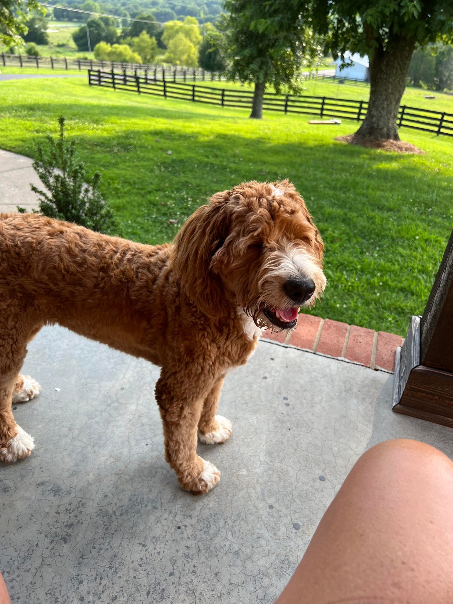 GoldenMountainDoodles.info Everything Golden Mountain Doodles