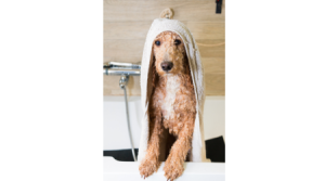 Grooming your Golden Mountain Doodle