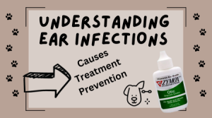 Understanding Ear infections